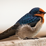 God cares for us even more then the Sparrow. Matthew 10:29–31