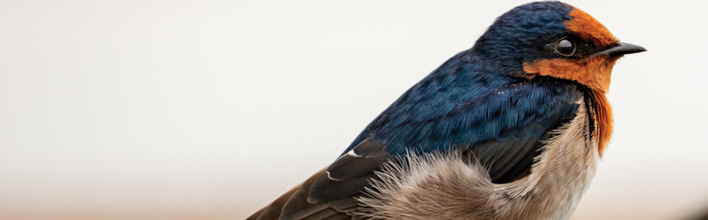 God cares for us even more then the Sparrow. Matthew 10:29–31